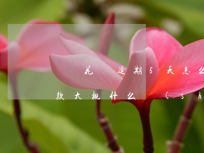 螞蟻花唄逾期5天怎么辦(花唄逾期5天后還款,大概什么時(shí)候能用)
