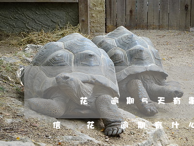 螞蟻花唄逾期5天有事嗎(花唄逾期5天上征信嗎?花唄逾期有什么后果)
