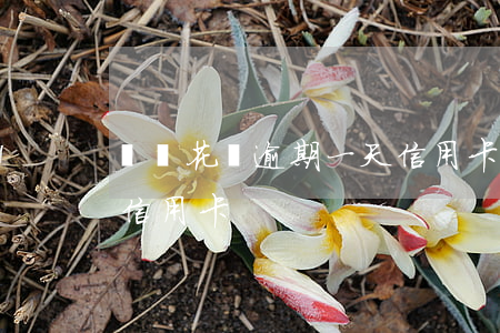 螞蟻花唄逾期一天信用卡(螞蟻花唄逾期一天信用卡)
