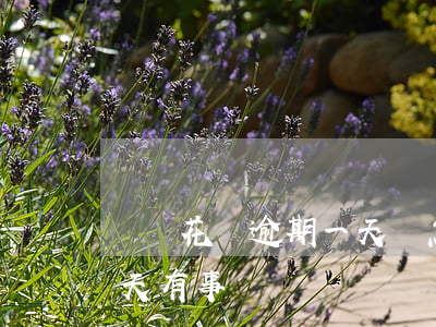 螞蟻花唄逾期一天會怎樣(支付寶花唄逾期1天有事嗎?)