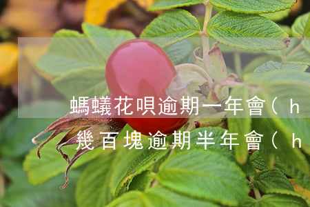 螞蟻花唄逾期一年會(huì)怎樣(花唄欠幾百塊逾期半年會(huì)怎么樣)