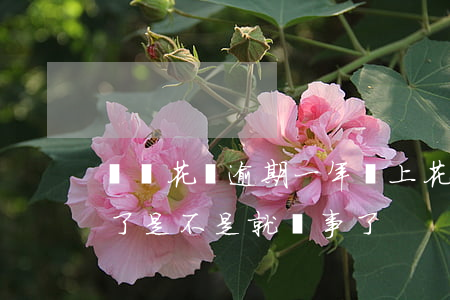 螞蟻花唄逾期一年還上(花唄逾期幾天后還清了是不是就沒事了)
