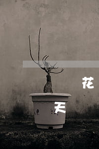 螞蟻花唄 逾期三天有影響嗎（螞蟻花唄 逾期三天）