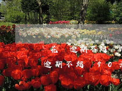 螞蟻花唄逾期不超過90天沒事吧-螞蟻花唄逾期不超過90天沒事吧怎么辦