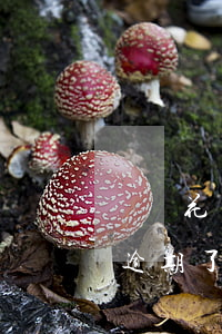 螞蟻花唄逾期了可以辦信用卡嗎-螞蟻花唄逾期了可以辦信用卡嗎安全嗎