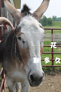 螞蟻花唄逾期了后果嚴(yán)重(花唄逾期多久會(huì)被起訴?花唄逾期怎么辦)