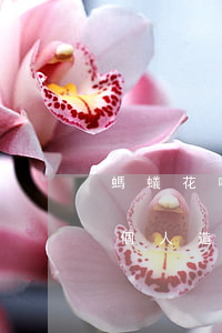 螞蟻花唄逾期了咋辦(螞蟻花唄逾期不還會對個人造成什么影響)