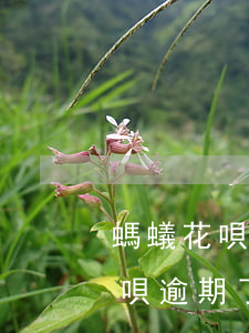 螞蟻花唄逾期了怎么申請分期付款-螞蟻花唄逾期了怎么申請分期付款呢