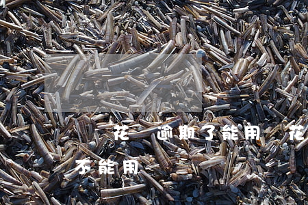 螞蟻花唄逾期了能用嗎(花唄逾期了支付寶也不能用嗎)