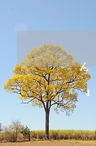 螞蟻花唄逾期了說(shuō)要申請(qǐng)凍結(jié)我的財(cái)產(chǎn)-螞蟻花唄逾期了說(shuō)要申請(qǐng)凍結(jié)我的財(cái)產(chǎn)是真的嗎