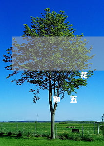 螞蟻花唄逾期五個月會被起訴嗎(螞蟻花唄逾期五個月會被起訴嗎)