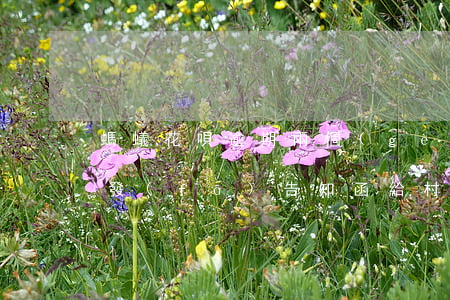 螞蟻花唄逾期兩個(gè)月會(huì)發(fā)告知函給村委會(huì)嗎-螞蟻花唄逾期兩個(gè)月會(huì)發(fā)告知函給村委會(huì)嗎是真的嗎