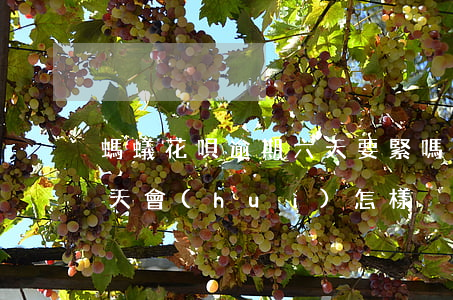 螞蟻花唄逾期六天要緊嗎(支付寶花唄逾期五天會(huì)怎樣?)
