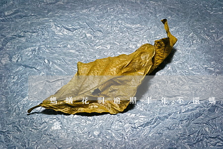 螞蟻花唄逾期半年不還(螞蟻花唄逾期半年不還)