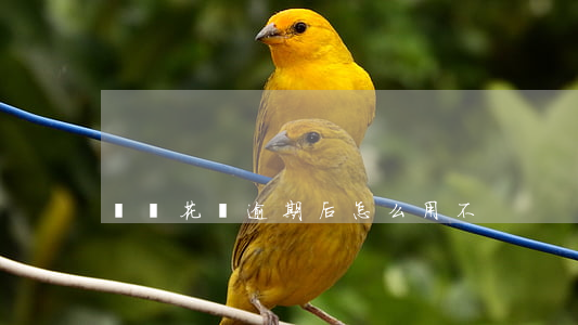 螞蟻花唄逾期后怎么用不