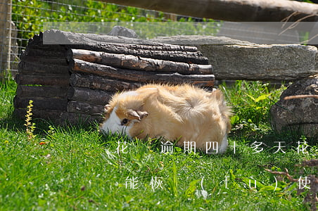 螞蟻花唄逾期四十多天(花唄逾期十五天多少時間能恢復(fù)使用)