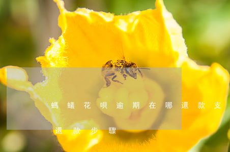 螞蟻花唄逾期在哪還款(支付寶花唄逾期怎么還款步驟)