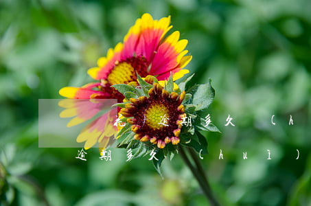 螞蟻花唄逾期多久會(huì)消(螞蟻花唄逾期多久會(huì)消失)