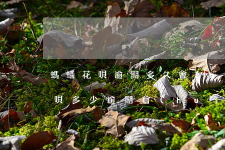 螞蟻花唄逾期多久會(huì)被起訴6(花唄多少逾期會(huì)被起訴?花唄逾期被起訴怎么辦)