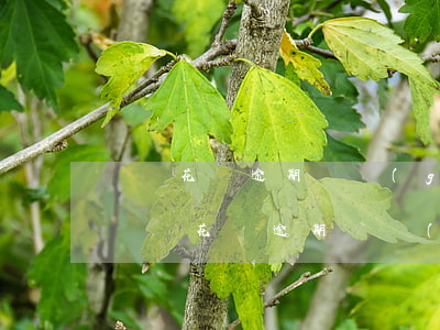 螞蟻花唄逾期幾個(gè)小時(shí)(螞蟻花唄逾期幾個(gè)小時(shí))