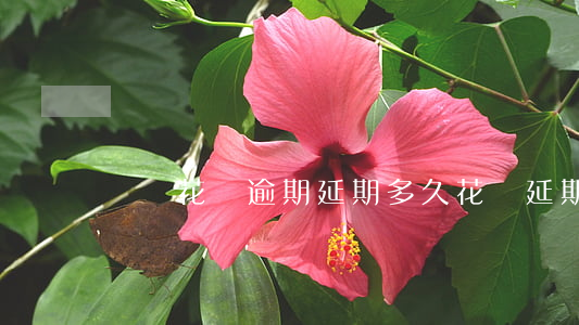 螞蟻花唄逾期延期多久(花唄延期多久會扣分)