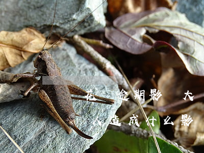螞蟻花唄逾期影響大嗎(螞蟻花唄逾期不還會對個人造成什么影響)