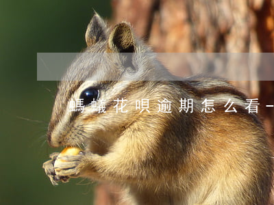 螞蟻花唄逾期怎么看-螞蟻花唄逾期怎么看