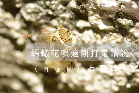 螞蟻花唄逾期打電話說(shuō)起訴會(huì)有事嗎-螞蟻花唄逾期打電話說(shuō)起訴會(huì)有事嗎是真的嗎