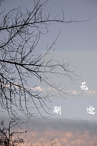 螞蟻花唄逾期是什么意思(花唄10號還算逾期嗎?逾期是什么意思)