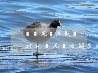 螞蟻花唄逾期會(huì)不會(huì)被起訴(花唄逾期多久會(huì)被起訴?花唄逾期被起訴)