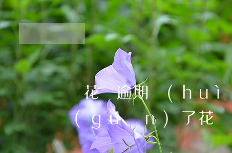 螞蟻花唄逾期會(huì)不會(huì)關(guān)了(花唄從未逾期,為什么系統(tǒng)直接關(guān)閉了)
