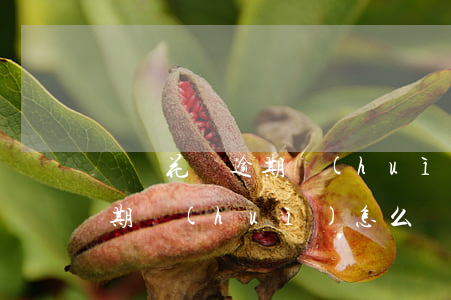 螞蟻花唄逾期會(huì)怎樣(如果花唄逾期會(huì)怎么樣)