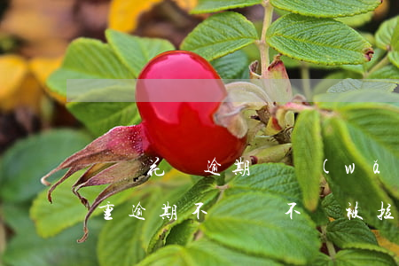 螞蟻花唄逾期會網(wǎng)黑么(花唄嚴重逾期不還會不會被拉入黑名單)
