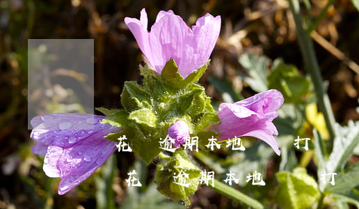 螞蟻花唄逾期本地號碼打電話說核實地址-螞蟻花唄逾期本地號碼打電話說核實地址是真的嗎