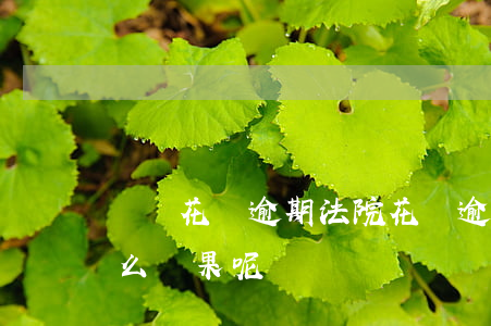 螞蟻花唄 逾期 法院(花唄逾期法院起訴會是什么結果呢?)