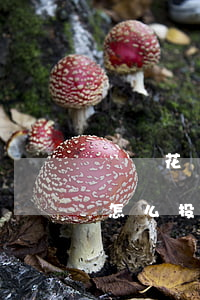 螞蟻花唄逾期爆通訊錄嗎(借唄逾期爆通訊錄怎么投訴)