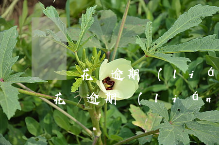 螞蟻花唄逾期聯(lián)系家人6(螞蟻花唄逾期聯(lián)系家人6)