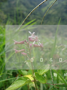 螞蟻花唄逾期能取消嗎(花唄逾期還清大概多久后能解除限制)