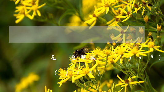 螞蟻花唄逾期被凍結(jié)了(花唄已被凍結(jié))