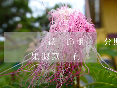 螞蟻花唄逾期賬單分期嗎(螞蟻花唄分期了如果退款,還有賬單嗎)
