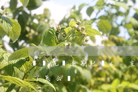 螞蟻花唄逾期起訴6-支付寶花唄逾期起訴了,怎么辦