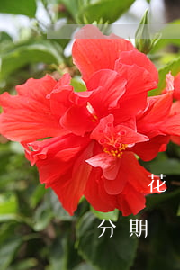 螞蟻花唄逾期過能貸車貸(花唄逾期可以汽車分期嗎)