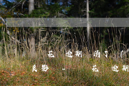 螞蟻花唄逾期還清了會(huì)有什么不良影響-螞蟻花唄逾期還清了會(huì)有什么不良影響嗎