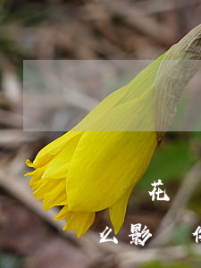 螞蟻花唄逾期還能貸款嗎(花唄逾期還款有什么影響?你敢不還款嗎)