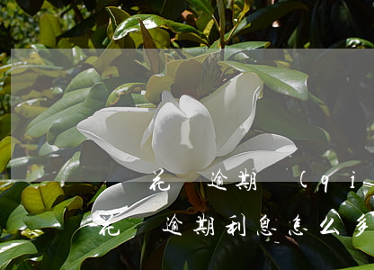 螞蟻花唄逾期錢(qián)怎么算(支付寶花唄逾期利息怎么多少)