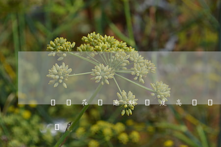 螞蟻花唄逾期額度高嗎(螞蟻花唄逾期額度高嗎)