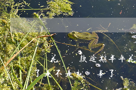 螞蟻花唄還款逾期半年(花唄逾期幾天后還清了是不是就沒事了)