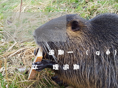 螞蟻逾期一個(gè)月怎么辦(螞蟻客服可以處理逾期問題嗎)