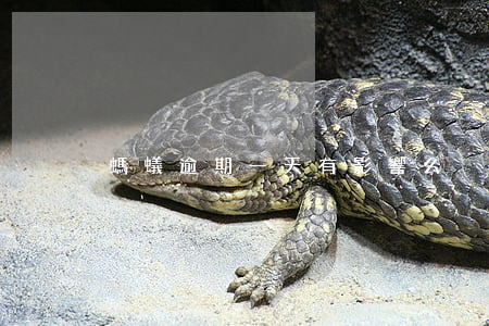 螞蟻逾期一天有影響么