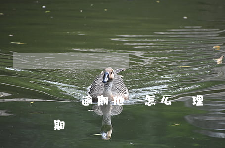 螞蟻逾期他們怎么處理(螞蟻客服可以處理逾期問題嗎)